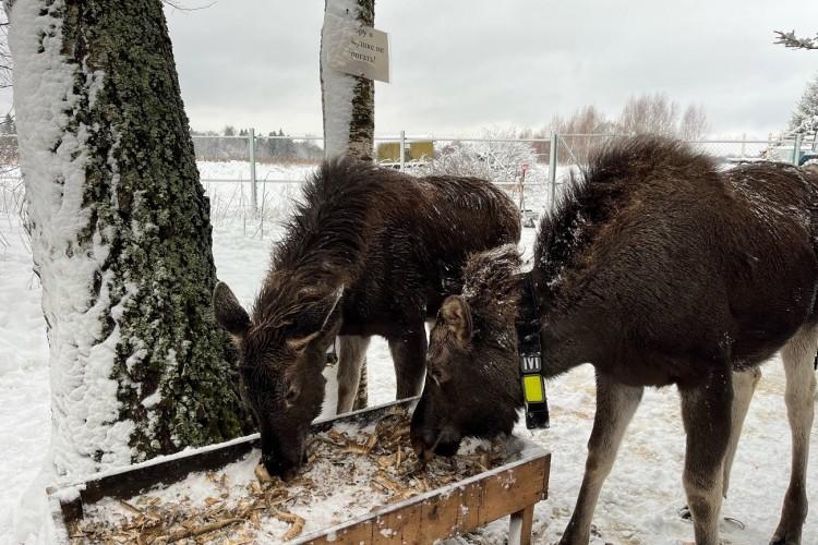Где живут лоси и оживают лесные сказки