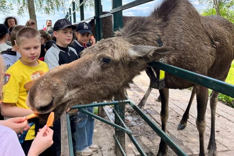 Где живут лоси и оживают лесные сказки