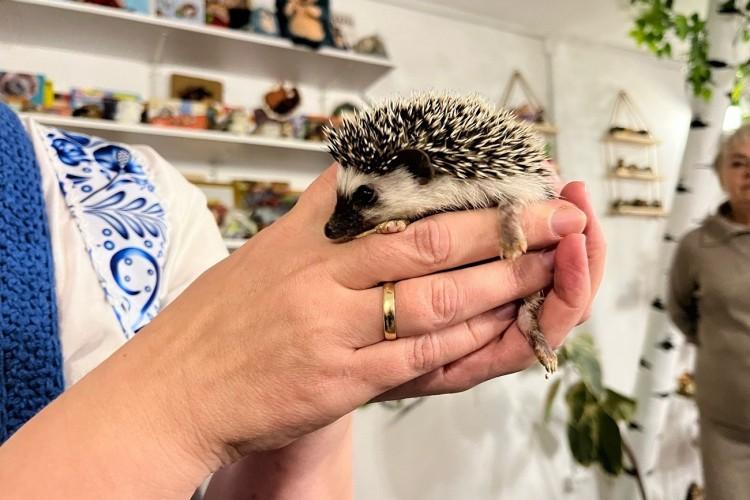 К Ежу Петровичу, да на кашу из топора