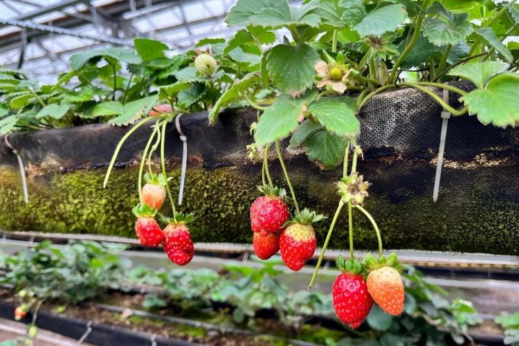 Клубничное настроение