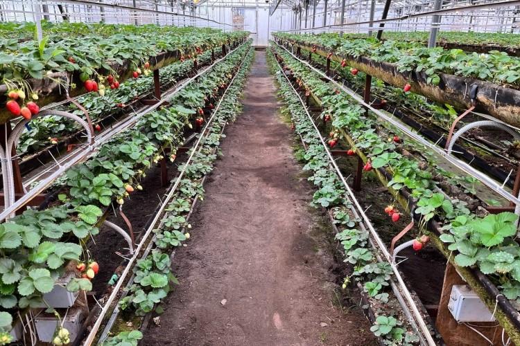 Костромская весна: путешествие в мир вкуса и красоты