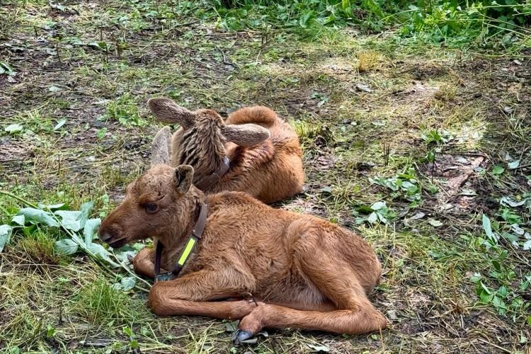 Лосиная тропа и зодческая душа Костромы