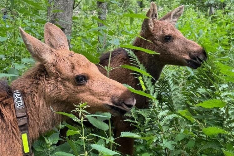 Лосиная тропа и зодческая душа Костромы