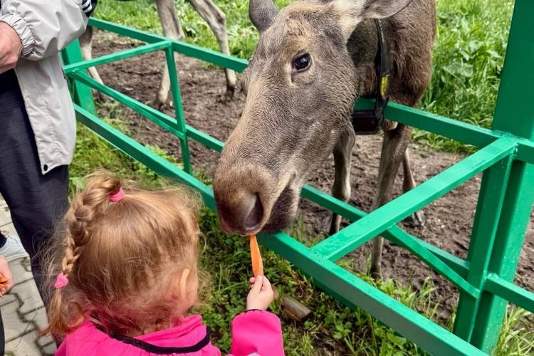 Лосиная тропа и зодческая душа Костромы