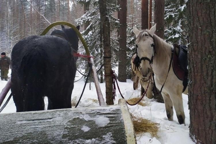 Медведки: «Смелым — седло, всем — сказка»