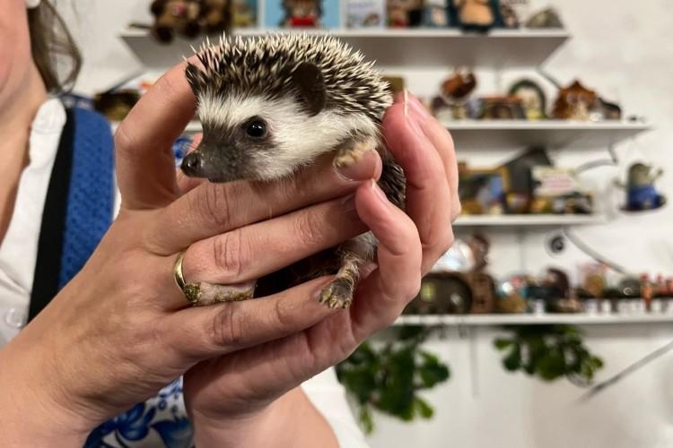 Новогодние ёжики и каша из топора