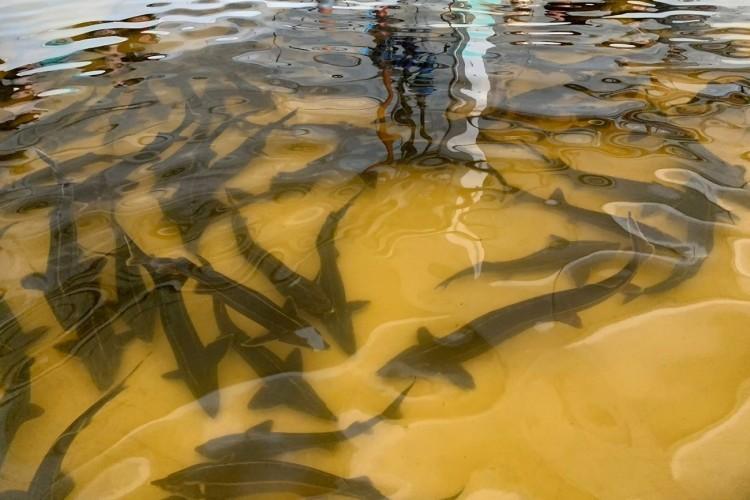 От древних стен до рыбных ферм