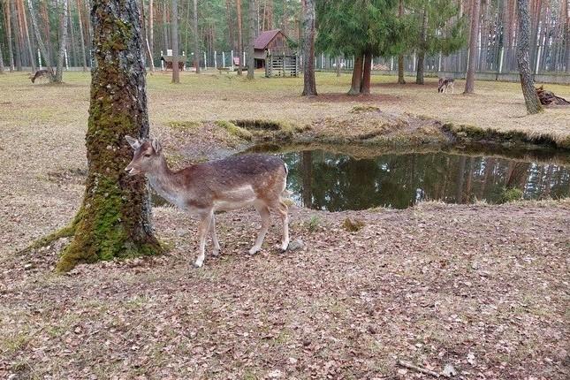«От Минска до Бреста»
