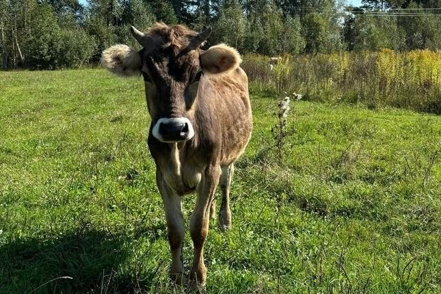 «Солнечные дни в Нижнем»