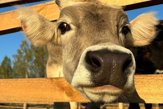 «Солнечные дни в Нижнем»