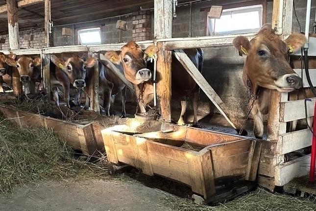 «Сырные радости: Путешествие в Нижний Новгород»