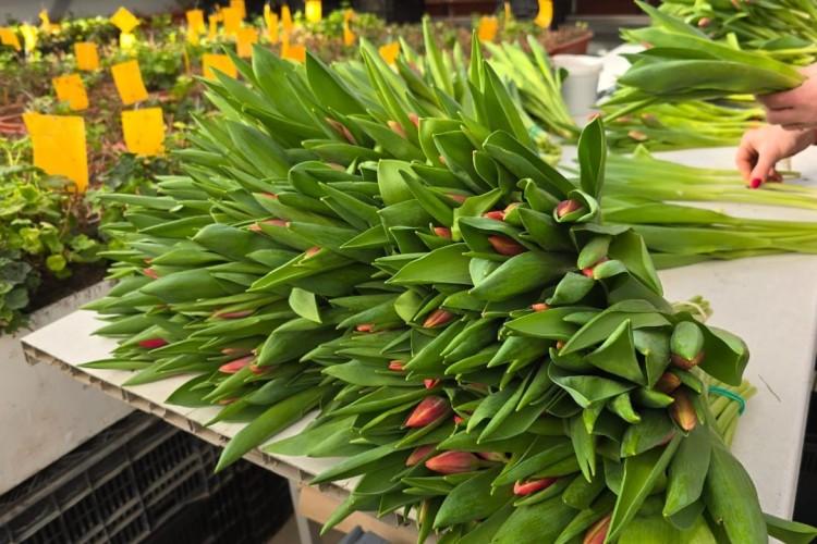 За весной и цветами