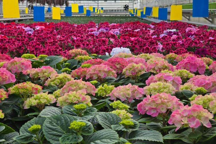 За весной и цветами