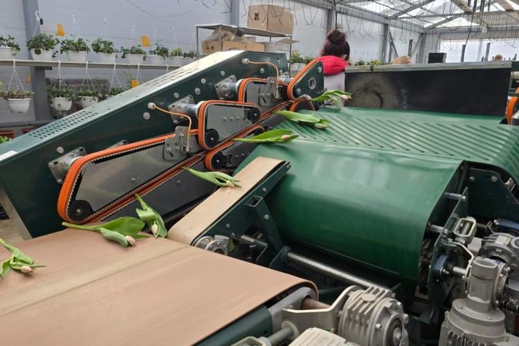 За весной и цветами