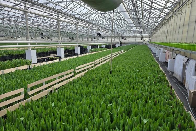 За весной и цветами