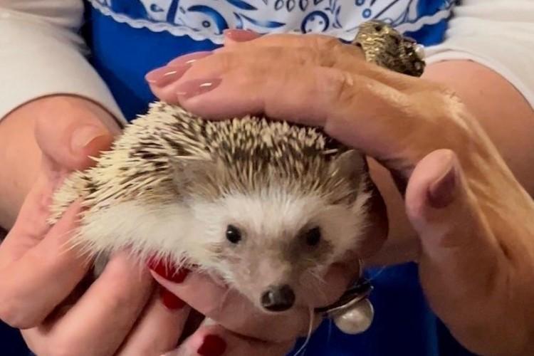 К Ежу Петровичу, да на кашу из топора