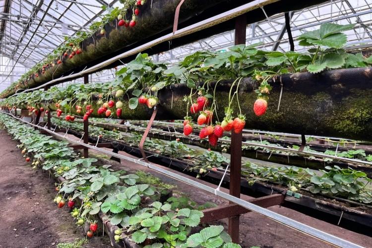 Костромская весна: путешествие в мир вкуса и красоты