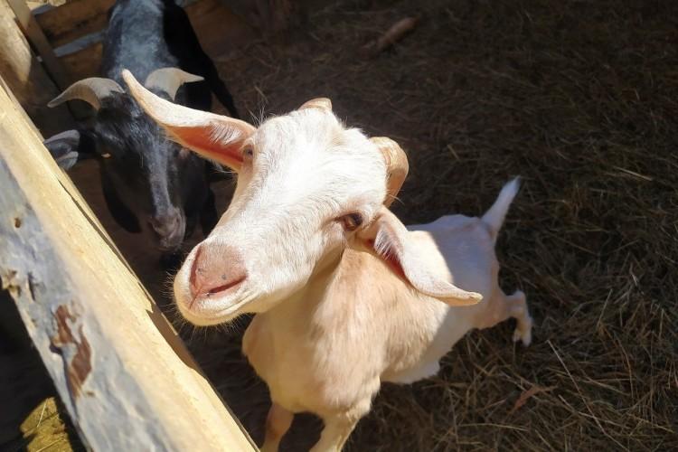 Погружение в атмосферу жизни русской деревни (с парк-отелем «Мазай»)